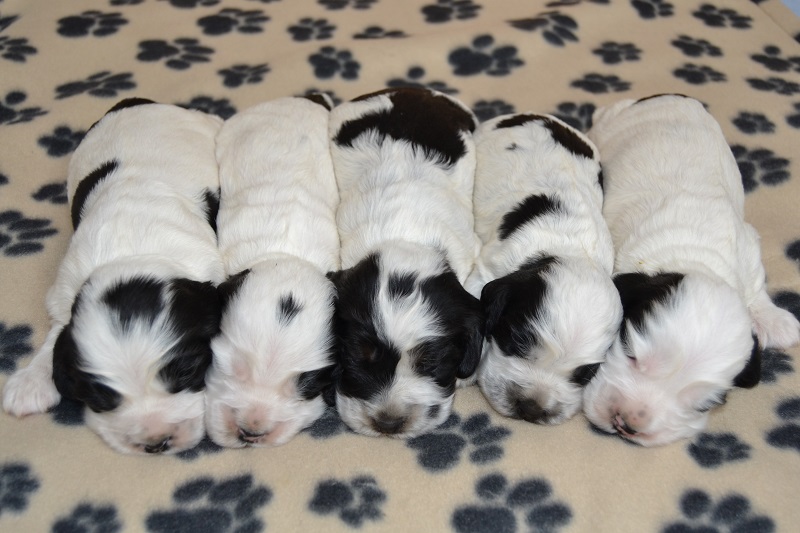 11 Qaja, Quentin, Queisi, Quendy, Qwina, Qaja.JPG